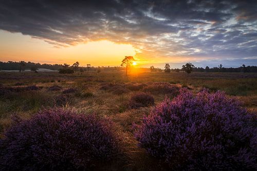 Zonsopkomst boven Paarse Heide