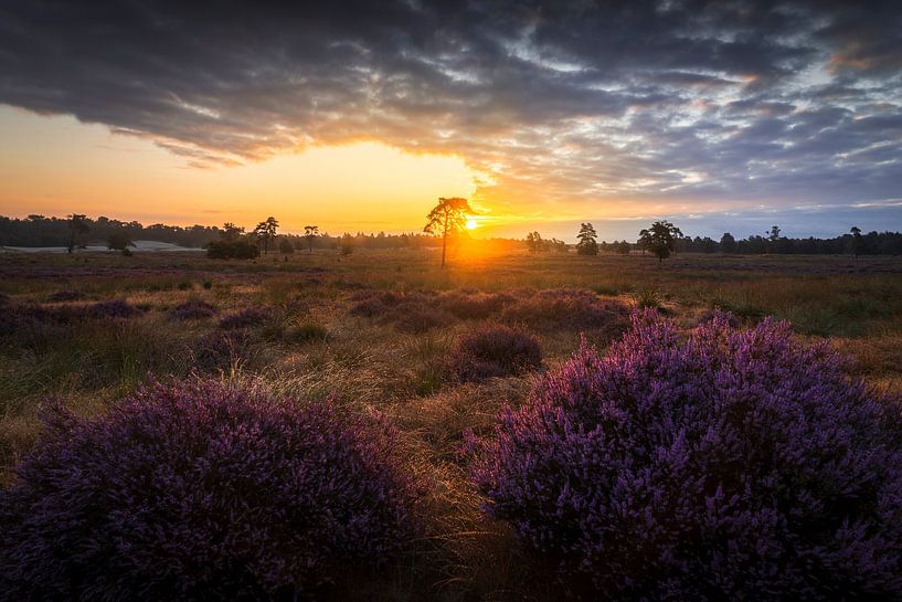 Sunrise over Purple Heath by Zwoele Plaatjes