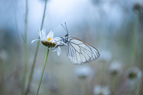 large veined white on flower