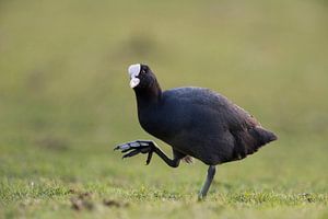 Blaessralle (Fulica atra) zeigt ihre riesigen Füße, Humor in der Natur, Situationskomik
