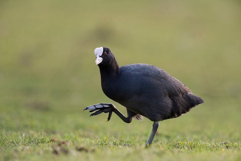 Blaessralle (Fulica atra) zeigt ihre riesigen Füße, Humor in der Natur, Situationskomik von wunderbare Erde
