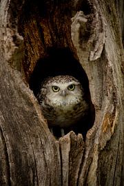Owl in a tree by Joyce Beukenex