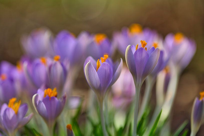 Krokus, der Frühling kommt von Lindy Schenk-Smit