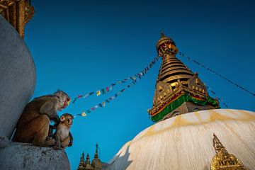 Singes au stupa de Swayambhunath à Katmandou - Népal