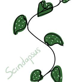 Leaves Scindapsus - 'Flora' series by Jeroen Visschers