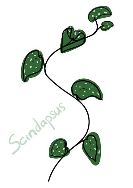 Feuilles Scindapsus - série 'Flora par Jeroen Visschers