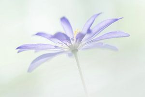Violette Anemone