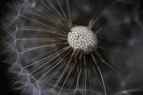 Paardenbloem pluis