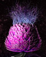 Blossfeldt thistle