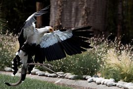 Dansende secretarisvogel sur peters-fotos.nl