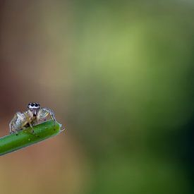 Springspinnetje op takje met zachte achtergrond von Raymond Schrave