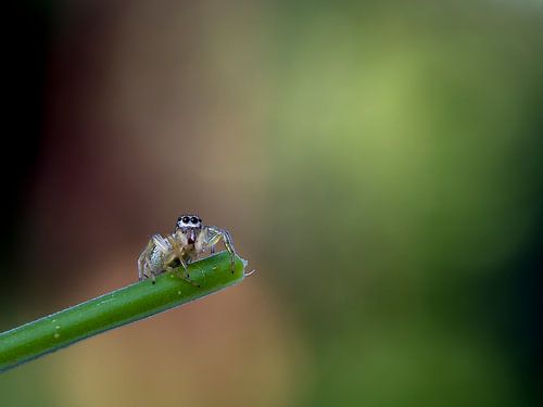 Springspinnetje op takje met zachte achtergrond