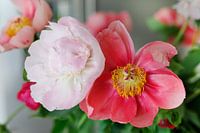 Pfingstrosen (Blumen) in verschiedenen Rosa-Tönen.