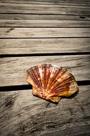 Scallop by RB-Photography
