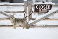 Kojote ( Canis latrans ) im Winter, Yellowstone Nationalpark von wunderbare Erde Miniaturansicht
