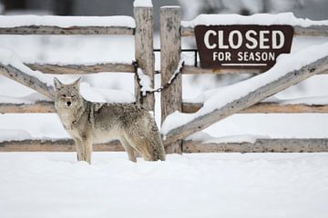 Coyote ( Canis latrans ) in winter, Yellowstone NP van wunderbare Erde