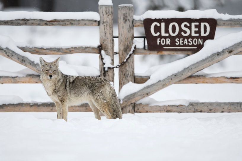 Kojote ( Canis latrans ) im Winter, Yellowstone Nationalpark von wunderbare Erde