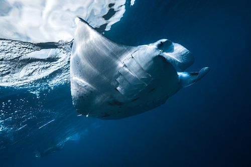 Flying Manta ray by Barathieu Gabriel