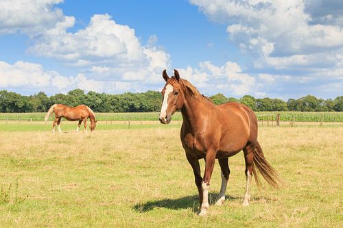 Paarden in een weiland