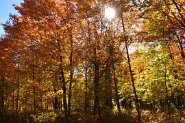A maple forest in autumn by Claude Laprise