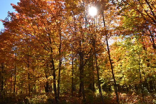 Een esdoornbos in de herfst