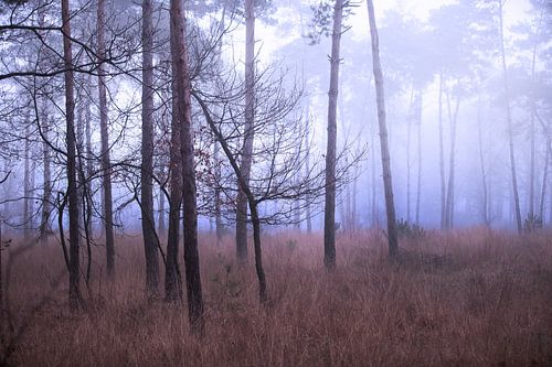 brouillard bleu