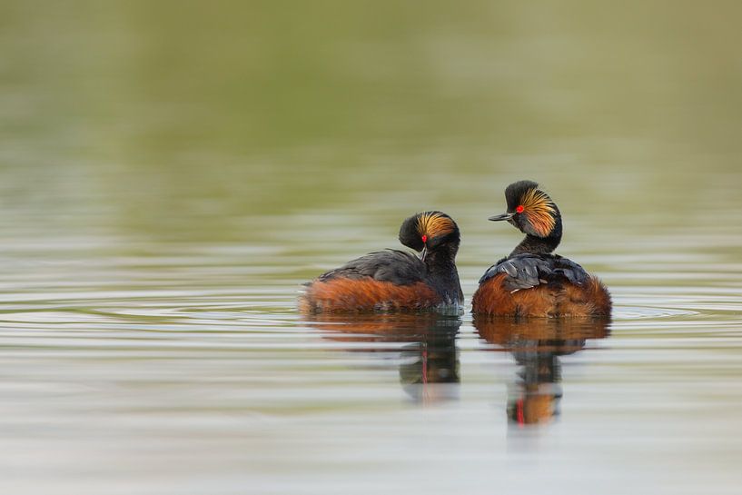 Rumored Grebes by Jeroen Stel