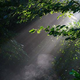 the dreamy of a forest by eric brouwer