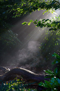 le rêveur d'une forêt