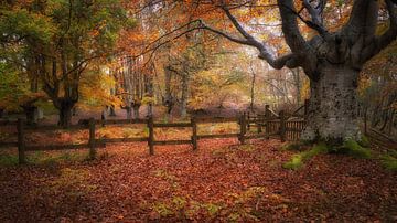 Autumn in Asturias .  Magisch Hersftbos . van Saskia Dingemans Awarded Photographer