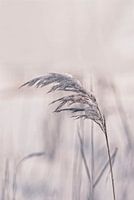 Wintergrass