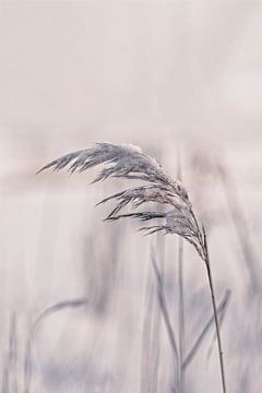 Wintergrass by Andrea Haase