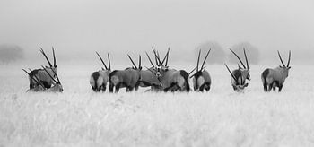 Oryx sous la pluie