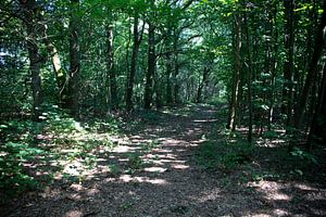 Die Natur entdecken in einem Waldgebiet im Emsland, Niedersachsen, Deutschland