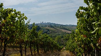 Die Weinberge von San Gimignano, Toskana