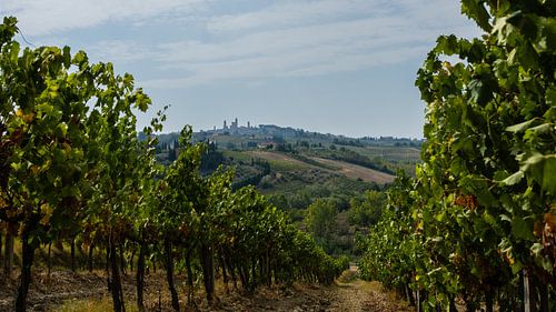 Die Weinberge von San Gimignano, Toskana