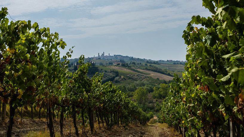 De wijngaarden van San Gimignano, Toscane van Robbert De Reus
