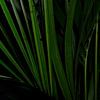 Howerd Kentia Palm close-up abstract by Jolanda Berbee