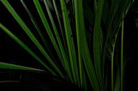 Kentia (Howea) Palm close-up abstract