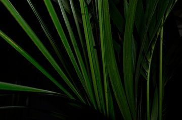 Kentia (Howea) Palm close-up abstract van Jolanda Berbee