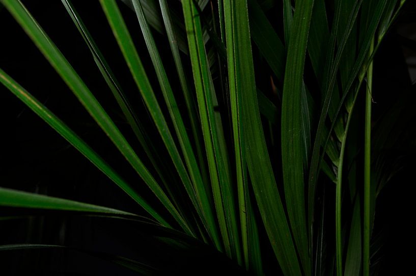 Howerd Kentia Palm close-up abstract by Jolanda Berbee