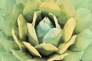 CACTUS IV