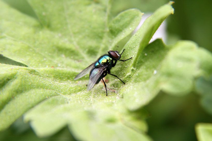 Vlieg op blad by Eline Koenen