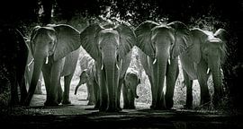 Eine Wand aus Elefanten von Sharing Wildlife