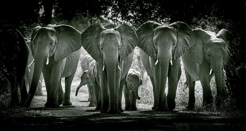 A wall of elephants by Sharing Wildlife