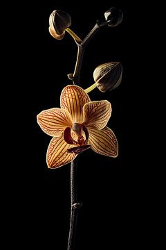 Gedroogde Orchideëntak in lowkey met warme gouden gloed van John van den Heuvel