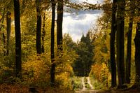 Boswandeling het is herfst in de Veluwe
