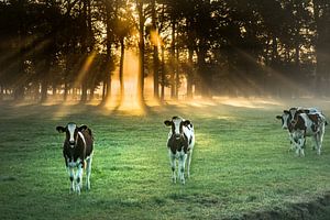 Vaches près d'Albergen dans l'ambiance du matin
