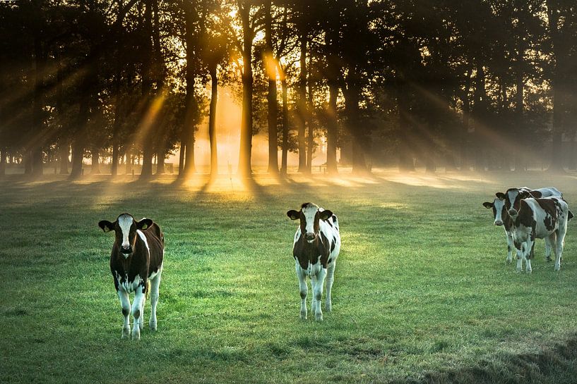 Cows near Albergen in morning mood by Ron Poot