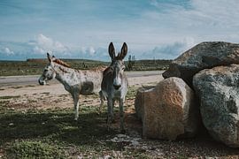 2 beautiful donkeys near the road in Aruba by Aruba Paradise Photos